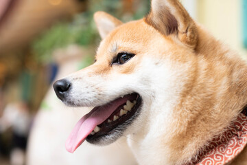 犬横顔