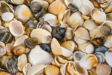 Summer background pattern from seashells. Shell close-up. Ocean coast. Seashells background.