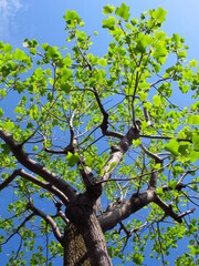 春の公園の新緑のユリノキ風景