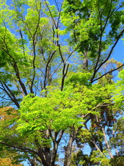 春の公園の新緑の欅風景