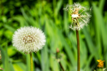 a white round dandelion grows on the street near a metal gray fence