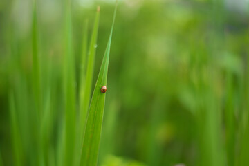 ladybug on grass
