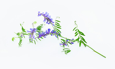 Stem vicia cracca (tufted, cow, bird, blue, boreal vetch) isolated on white background.