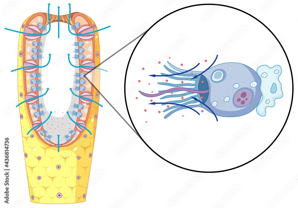 Poster Diagram of sponges structure for biology education