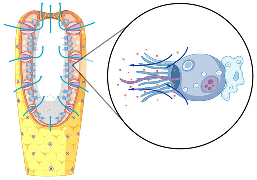 Diagram of sponges structure for biology education