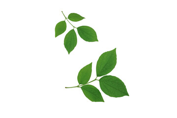 Green leaves branches isolated on white background.