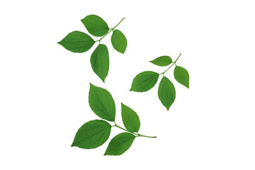 Fototapeta na wymiar Green leaves branches isolated on white background.