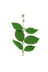 Green jasmine branch with leaves isolated on white background.