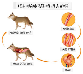 Diagram showing cell organization in a wolf