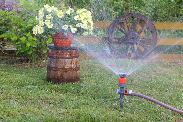 Watering by the garden hose with sprinkler a plants and the pot of flowers in garden. - obrazy, fototapety, plakaty