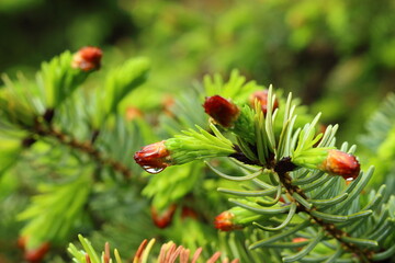 A raindrop on a red flower.