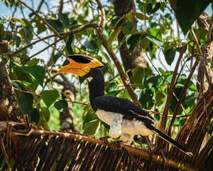 yellow billed hornbill in India Goa