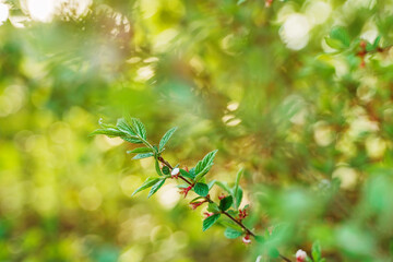 Beautiful natural background of green leaves