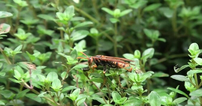 タイムの葉陰から餌を運ぶあしながバチ