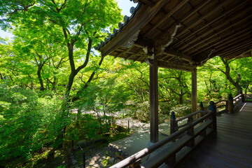 京都　宝筐院の新緑