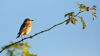 Little european stonechat, saxicola rubicola, climbing up thorn in sunny weather and clear skies. Bird perched on branch in summer with blue background. Songbird sitting in sunlit countryside.