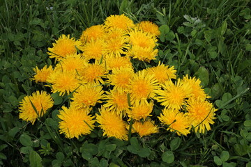 beautiful heart of dandelions on the green grass