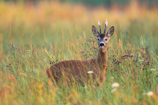 Alert roe deer, capreolus capreolus, buck standing in tall grass on a meadow in summer nature. Male mammal with antlers and brown fur looking into camera among wildflowers. Animal wildlife.