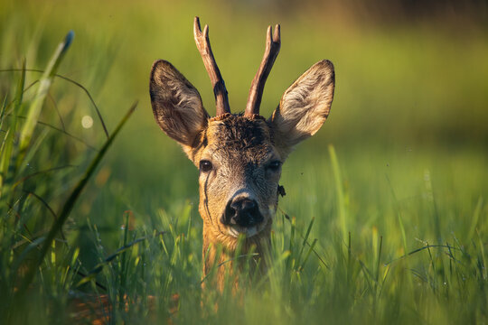 Young roe deer, capreolus capreolus, buck lying on a meadow and looking to the camera with green background. Head of juvenile wild animal illuminated by rising sun in summer nature.