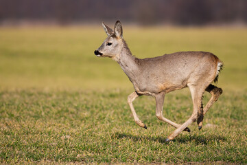 Disturbed roe deer female, capreolus capreolus, running on green farmland in springtime. Cute doe in movement with copy space. Wild game rushing on open meadow with sunlight.