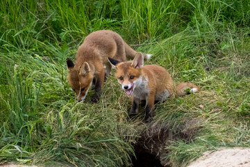 Zwei Jungfüchse spielen vor dem Bau