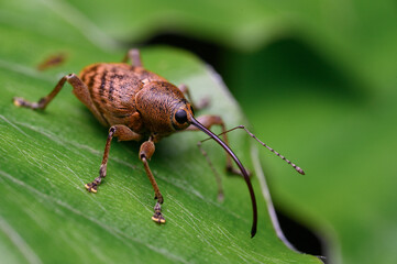 Haselnussbohrer auf Blatt