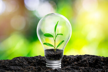 saving Energy light bulb with light and tree growing in side on nature background. Saving,...