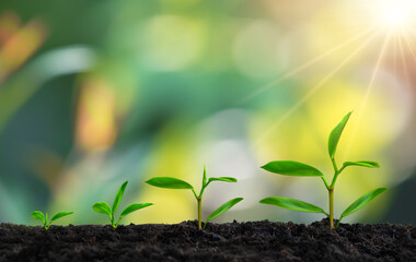 agriculture nature plant seeding growing step concept in garden with sunlight. life and ecology concept with green nature bokeh background.