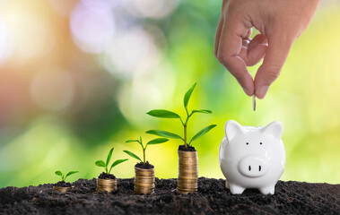 Hand holding coin put in piggy bank with coins and tree growing on stacks on nature background....