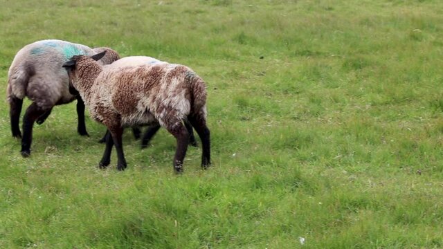 Sheep Head Butting Outsider