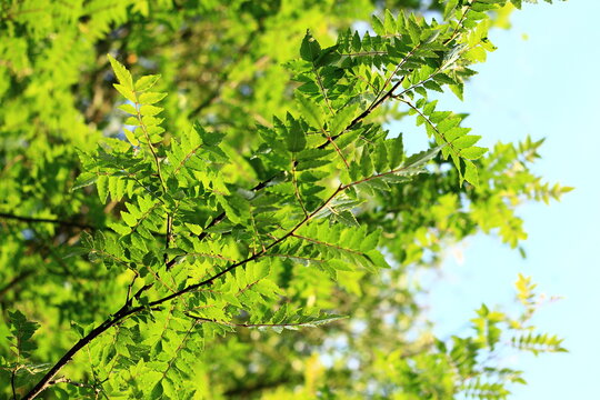 2 236 Best 山椒 Images Stock Photos Vectors Adobe Stock