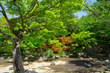 京都　円山公園の新緑とツツジの花