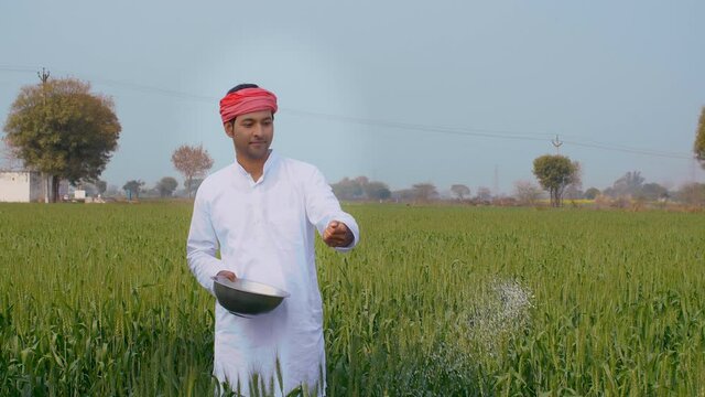 An Indian farmer in a village putting harmful pesticides in his wheat field . Medium shot of a young man putting urea - a chemical fertilizer into his crops - Indian Farming