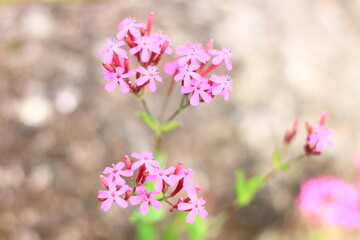 ムシトリナデシコの花