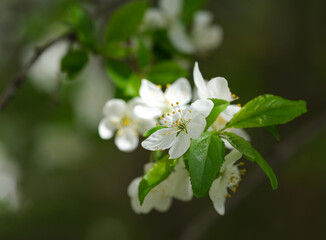 Spring cherry flower