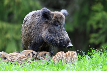 Wild boar with piglets closeup