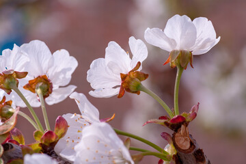 Obraz premium Beautiful nature scene with blooming tree and sun flare. Sunny day. Spring flowers. Beautiful Orchard. Abstract blurred background. Springtime Spring border or background art with pink blossom.