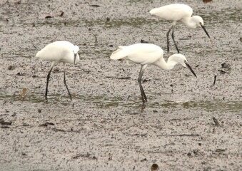 Hunting Time of Little Egrets with Rainforest