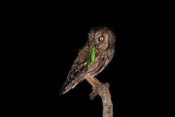 Scary eurasian scops owl, otus scops, hunting bush-cricket at night from tree branch. Bird predator sitting and holding insect in its beak. Behaviour of noctornal animal hunting at night with black © WildMedia
