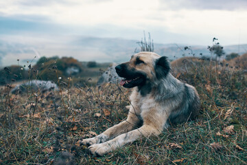 dog lies on the grass in the mountains travel landscape nature
