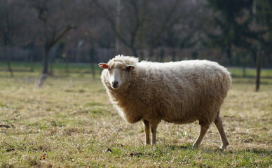 white sheep standing on meadow