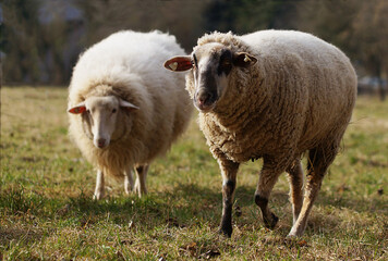 two white sheep on pasture looking into camera