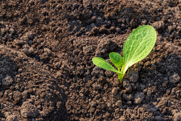 World soil day concept: a small sprout in the soil, illuminated by a soft light, a copy of the space.
