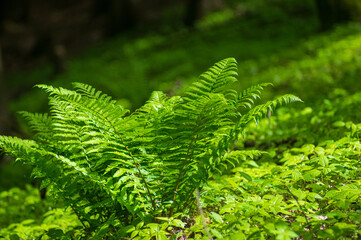 low angle view of Dryopteris affinis fern lit by warm sunlight in a shady forest