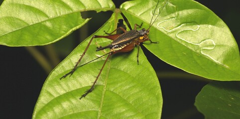 Hungry Cricket (Nisitrus Vittattus) on The Leaves