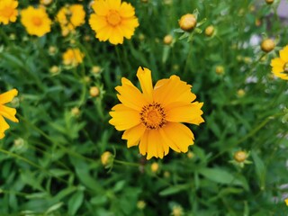 yellow flowers in the garden