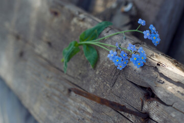 Forget me not fresh blue flowers on the old wooden background close up. Rural spring still life with grey wooden constraction and rusted nail. Natural backdrop with copy space and seasonal bouquet.