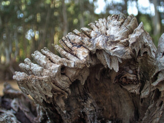 abstract cut tree trunk with lichens