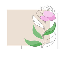 Simple linear peony flower background with text box in pink, green, white. Natural, botanical, floral illustration with plant. Vector design with outlines and color copy space, frame for inscription