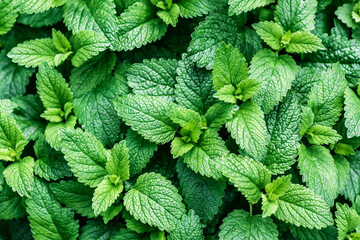 Green mint plant growing background.Beautiful texture of leaves in nature.Green leaf with water drops,the nature plant pattern as a background or wallpaper.